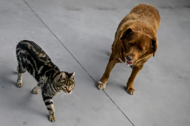 12 Şubat 2023'te çekilen fotoğrafta, Guinness Dünya Rekorları tarafından dünyanın en yaşlı köpeği ilan edilen 30 yaşındaki Portekizli Bobi, kedi arkadaşının yanında (AFP)