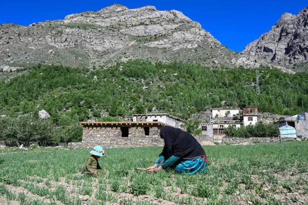 This photograph taken on June 8, 2026 shows Afghan woman farmer Habiba (R) working at a field in the Eshtiwi village of Afghanistan's Parun district. (AFP) 