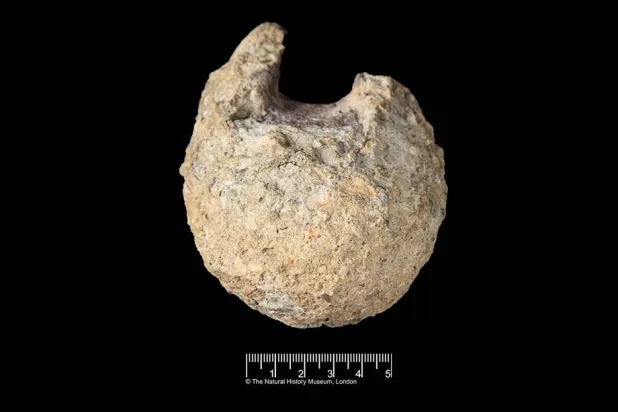 This image provided by the Natural History Museum shows a fossil found in Antarctica that belongs to a group of dinosaurs called titanosaurs. (Natural History Museum via AP) 