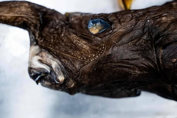 This image shows a partial view of the newly discovered Costa Rican ghost shark (Rhinochimaera costaricana) at the Museum of Zoology of the University of Costa Rica's Center for Research in Biodiversity and Tropical Ecology in San Jose, Costa Rica, on July 3, 2026. (Photo by Ezequiel BECERRA / AFP)