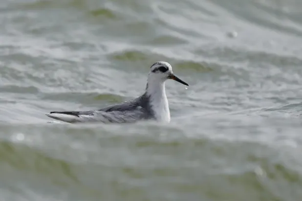 The red phalarope is a migratory seabird that spends most of its life cycle on the open ocean and breeds in Arctic regions. - SPA
