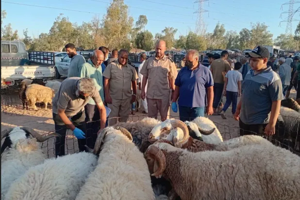 عناصر الشرطة الزراعية في إحدى المزارع المشتبه بوجود إصابات بالحمى القلاعية فيها (الشرطة الزراعية)