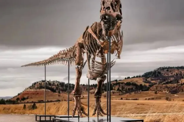A Tyrannosaurus Rex dinosaur (Sotheby's) 
