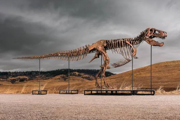 This undated photo provided by Sotheby's on Tuesday, July 14, 2026, shows "Gus," one of the largest and most complete Tyrannosaurus rex specimens ever discovered. (Matthew Sherman/Sotheby's via AP) 