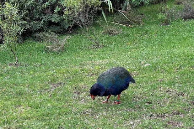 Yeni Zelanda'da nesli tehlike altında olan bir kuş türü olan Takahe (Reuters)