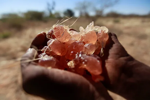 مزارع سوداني يحمل صمغاً عربياً (رويترز-أرشيفية)
