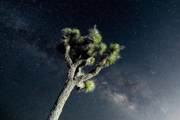 Night sky over single tree (AFP) 