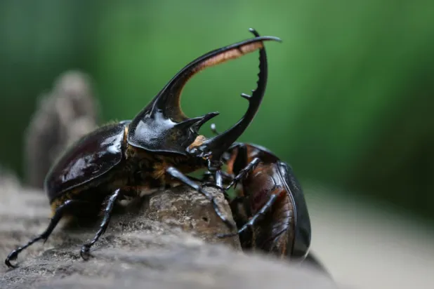 FILE: Beetles, which are sold as pets to several countries around the world and traded with the Kmushicoin cryptocurrency created by Tierra Viva, climb a trunk at the company's production plant, where bio-compost and bio-fertilizer are produced, in Tunja, Colombia, October 8, 2021. REUTERS