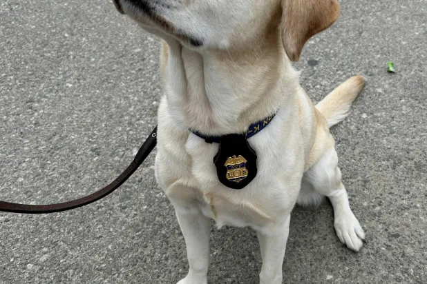 كلاب بوليسية مدربة لتأمين ملاعب كأس العالم (رويترز)