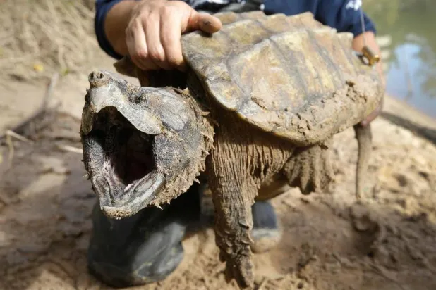 FILE - A male alligator snapping turtle is held after being trapped by the Turtle Survival Alliance-North American Freshwater Turtle Research Group, Nov. 24, 2018, as part of the process of tagging turtles. (Melissa Phillip/Houston Chronicle via AP, File)