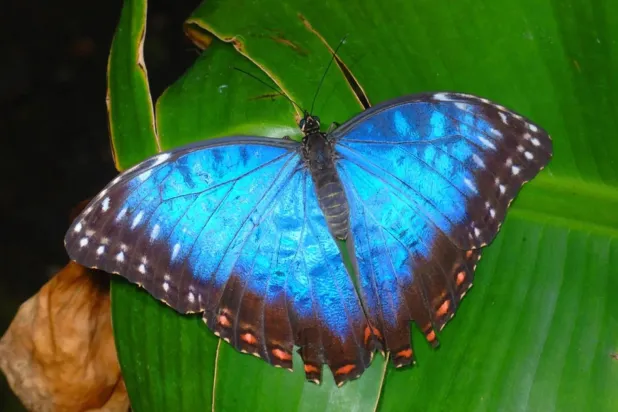 A close-up of a Blue Morpho Butterfly on a leaf. (Getty Images)