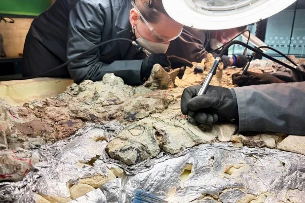 Under the watchful eye of scientists, volunteers clean the skeleton of a Mastodonsaurus, a huge amphibian that walked the Earth 240 million years ago, at the Copernicus Science Centre in Warsaw, Poland, Tuesday, July 21, 2026. (AP) 
