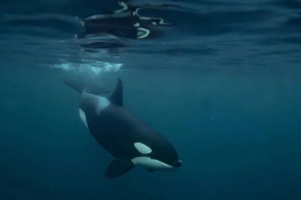 Killer whales are highly intelligent apex predators and have been known to play with their prey and deploy sophisticated tactics to ensnare them. Olivier MORIN / AFP/File
