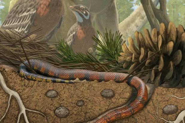 Life reconstruction of the Cretaceous Period burrowing snake Tametara mirim, shown against a background of long-necked sauropod dinosaurs and the bird Navaornis from the same locality in Brazil. The image was released on July 22, 2026. Gabriel Ugueto/Handout via REUTERS