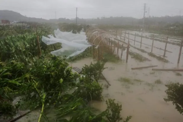 Farmland is flooded by heavy rain brought by Typhoon Bavi in Wenzhou, Zhejiang province, China (Reuters)
