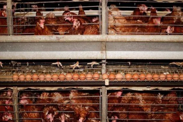 دجاج وبيض في مزرعة بيض طازج بمحافظة المنوفية (رويترز)