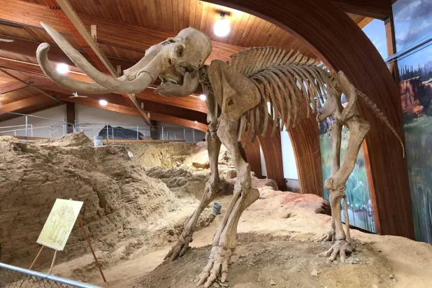 FILE PHOTO: The skeleton of a mammoth, one of the large mammals that roamed North America during the last Ice Age, is displayed at the Mammoth Site where numerous mammoth fossils have been excavated in Hot Springs, South Dakota, US August 31, 2018. REUTERS/Will Dunham/File Photo