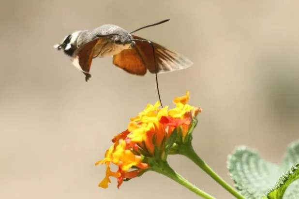 Hummingbird Hawk-Moths Delight UK Gardeners with Bumper Year Sightings