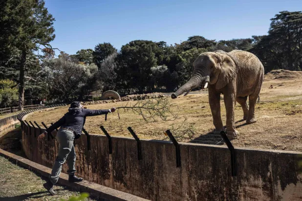 Pinky Modina, Pachydermist at the Johannesburg Zoo, feeds Ramadiba one of the three remaining elephants in Johannesburg on July 24, 2026. (Photo by Phill MAGAKOE / AFP)