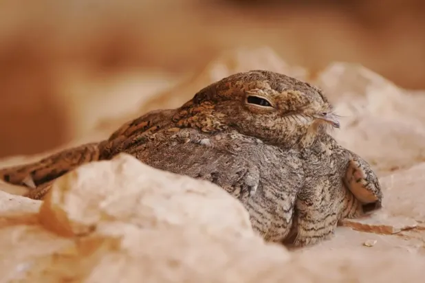 The nocturnal desert bird is a rare and elusive species listed as Least Concern (LC) on the International Union for Conservation of Nature (IUCN) Red List - SPA