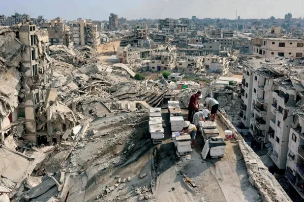 Dün Gazze şehrinin Tel el-Hava mahallesinde yıkılmış bir binanın çatısında oğullarıyla birlikte arı kovanlarıyla ilgilenen bir Filistinli, (AFP)