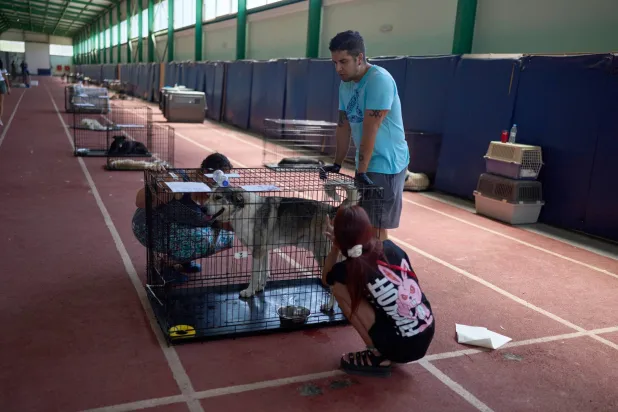 Volunteers tend to a dog rescued from recent wildfires at a temporary animal shelter inside a stadium in Megara, west of Athens, Greece, Wednesday, Aug. 5, 2026. (AP Photo/Petros Giannakouris)