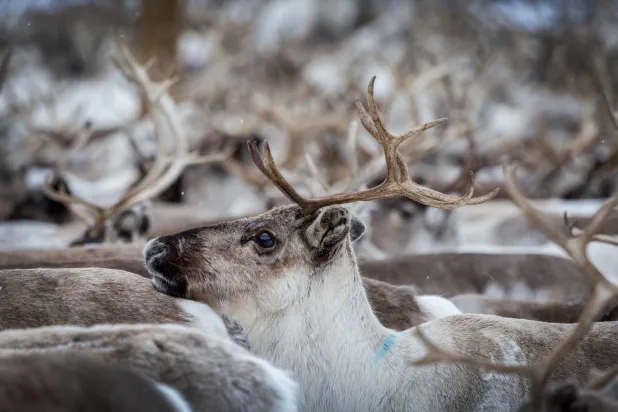 Norway Investigates 'Highly Unusual' Reindeer Deaths in Arctic