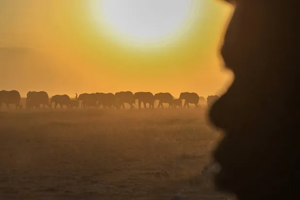  A herd of elephants walks across Amboseli National Park in Kajiado County, Kenya, Wednesday, Aug. 5, 2026. (AP) 