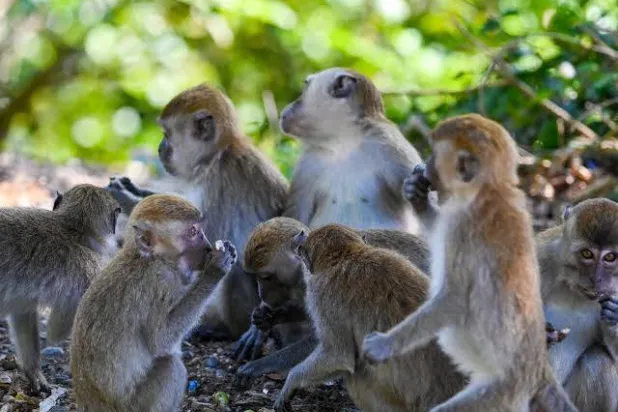 Long-tailed macaques are a common sight in Indonesia, even in urban areas where conflict with humans occurs. CHAIDEER MAHYUDDIN / AFP
