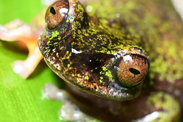 A new species of tree frog that feeds on insects in coffee groves has been found in Costa Rica. Ezequiel BECERRA / AFP
