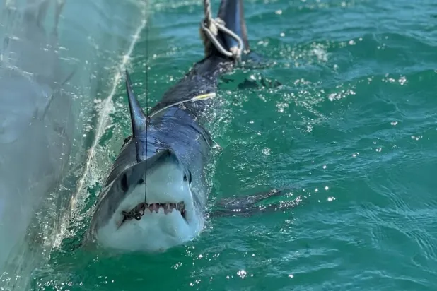 A mako shark temporarily caught by researchers alongside a boat off the coast of Long Island, New York, US, in this photograph taken on June 19, 2024, and released on August 4, 2026. (Yuleny Gomez-Rodriguez/Handout via Reuters)