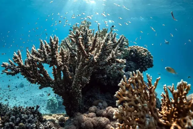 KAUST Scientists Discover Corals Can Be Trained to Resist Disease