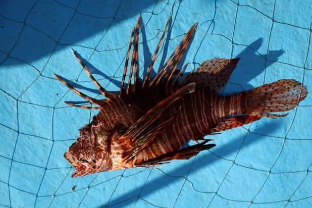  A lionfish lies after being caught in a trap in the coastal city of Limassol, Cyprus, July 17, 2026. (Reuters)