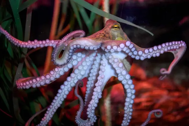 Too Smart to Eat... Why an Octopus is Difficult to Farm