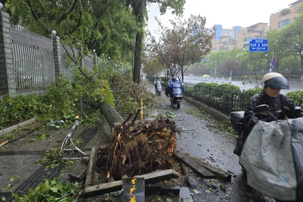 Scooters pass by a tree fallen during the hit of Typhoon Dolphin in Wenzhou, Zhejiang province, China, 10 August 2026. EPA/Yu Riqian CHINA OUT