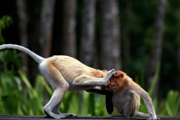 Conservationists warn AI visuals of wild animals make it harder for people to discern what is real. Alex Ogle / AFP/File

