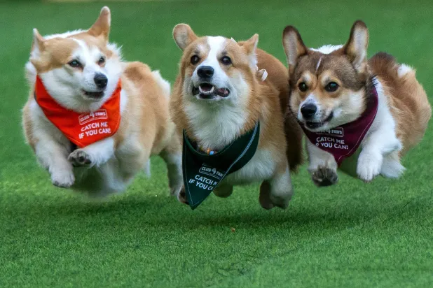  Corgis race during the Corgi Race Vilnius 2026 event in Vilnius, Lithuania, Saturday, Aug. 15, 2026. (AP) 