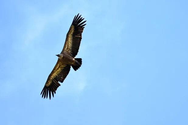 A vulture flies over the Iraty mountains, southwestern France on July 2, 2026. (Photo by Gaizka IROZ / AFP)