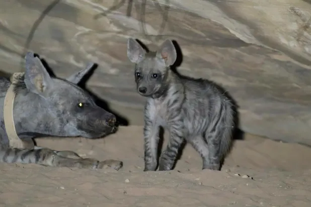 Striped hyenas play an important ecological role by feeding on carcasses and carrion - SPA