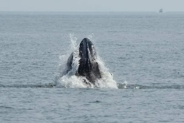 A humpback whale surfaces in the Atlantic Ocean off the coast of New York City on August 13, 2026. TIMOTHY A. CLARY / AFP
