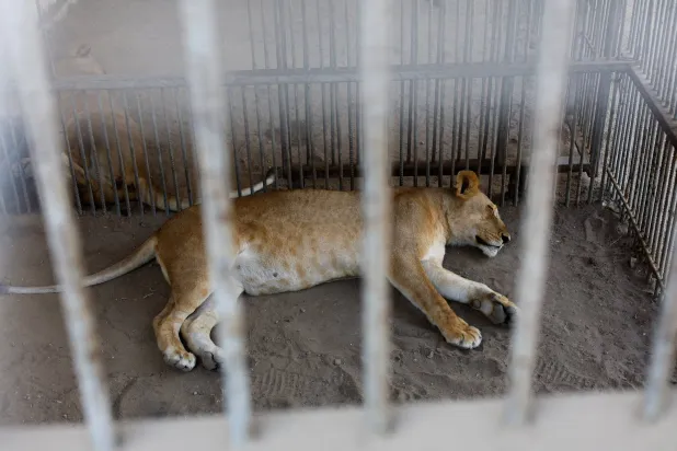 A female lion sleeps inside a cage at a zoo in Nuseirat, in the central Gaza Strip, August 12, 2026. (Reuters)