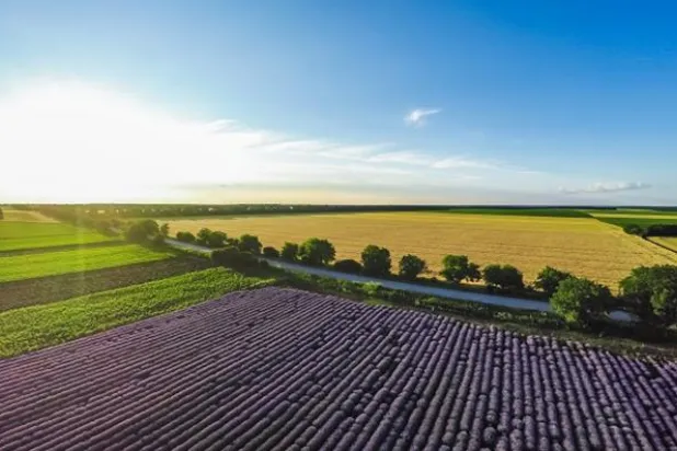 حقول زراعية تمثل استخدامات منتجات الأسمدة والمغذيات الزراعية (سابك للمغذيات الزراعية)