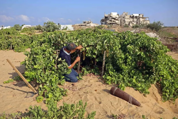 مزارع فلسطيني يقطف العنب بجوار قذيفة فارغة في أحد كروم حي الشيخ عجلين بمدينة غزة (أ.ف.ب)