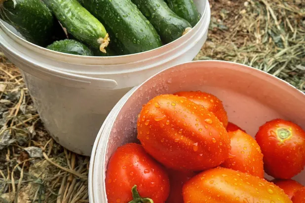 حبات من الطماطم والخيار الطازجة تظهر في طبقين منفصلين (بيكسلز)