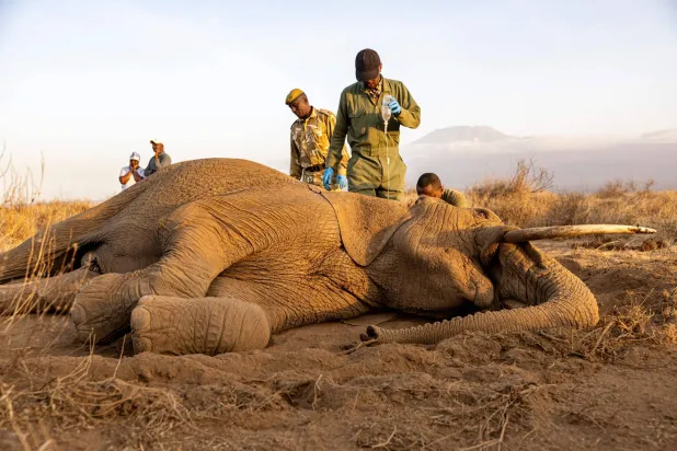 Veterinary officers from the Sheldrick Wildlife Trust and Kenya Wildlife Service (KWS) attend to a male elephant lying on the ground after falling ill at Kitenden B Community Conservancy in Amboseli, Kajiado County, on August 12, 2026. (Photo by SIMON MAINA / AFP)