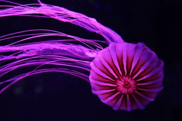 A Japanese sea nettle is displayed at the Jellyfish Museum, a facility that is home to about 20 unique species of jellyfish found in Florida and other parts of the world, Friday, Aug. 14, 2026, in Pompano Beach, Fla. (AP)