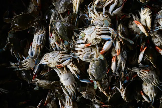 Live blue crabs harvested by local fishermen in the Po river are seen in a waste bucket at Scardovari, Italy, northeast Italy, on June 26, 2026. (AFP)