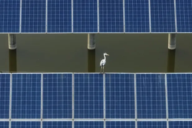 A bird perches on a solar panel at the Jingneng Helan 30-megawatt photovoltaic power station in Yinchuan, in northwestern China's Ningxia Hui Autonomous Region on August 20, 2026. (Photo by CN-STR / AFP) / China OUT