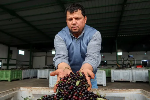 Tunisian olive oil producer, Mustapha Mtiraoui, displays olives to be pressed at his oil mill in Kairouan, Tunisia February 24, 2024. REUTERS/Jihed Abidellaoui 