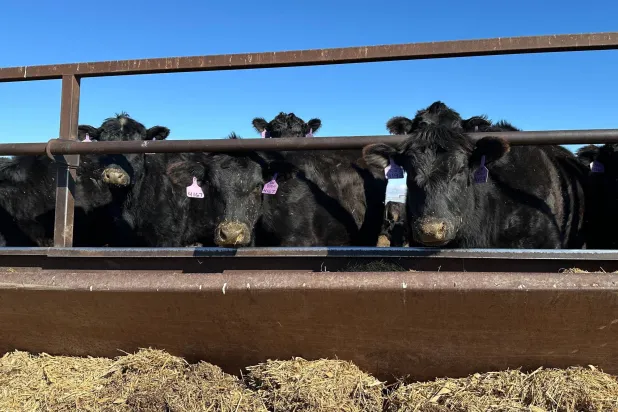 Beef cows gather at the Diamond J Angus Ranch, March 31, 2026 near Mandan, N.D. (AP) 